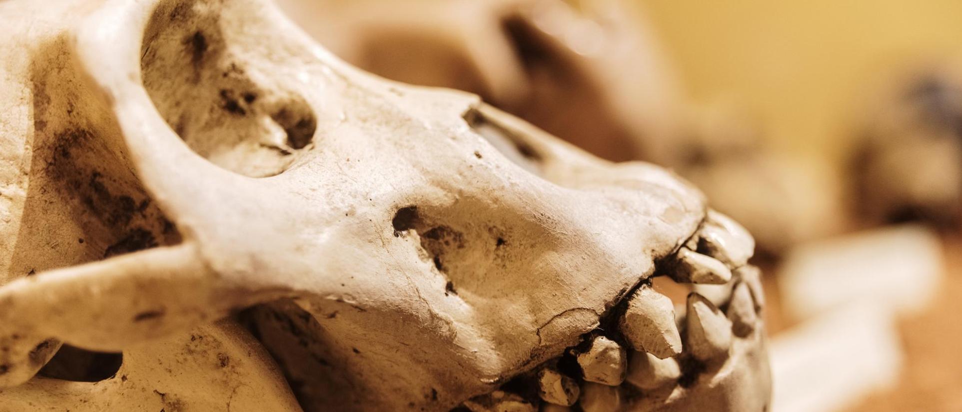 Ancient ape skull artifact.