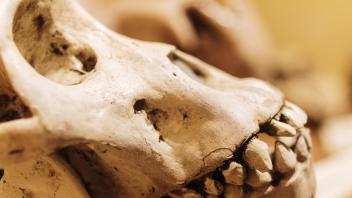 Ancient ape skull artifact.